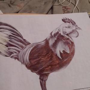 Meet your Posher, Bobbie